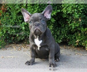 French Bulldog Puppy for sale in EASTON, PA, USA