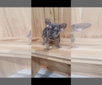 Small #1 French Bulldog