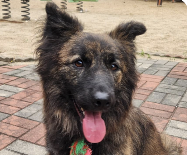 Medium Photo #1 Collie-Unknown Mix Puppy For Sale in San Ramon, CA, USA