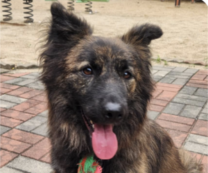 Collie-Unknown Mix Dogs for adoption in San Ramon, CA, USA