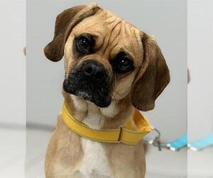 Puggle Dogs for adoption in Canfield, OH, USA