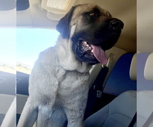 Medium Mastiff