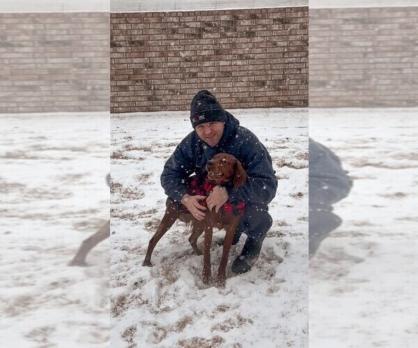 Medium Photo #1 Irish Setter Puppy For Sale in OREM, UT, USA