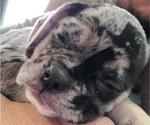 Small Photo #2 Puggle Puppy For Sale in CINCINNATI, OH, USA