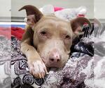 Small Photo #1  Puppy For Sale in , 