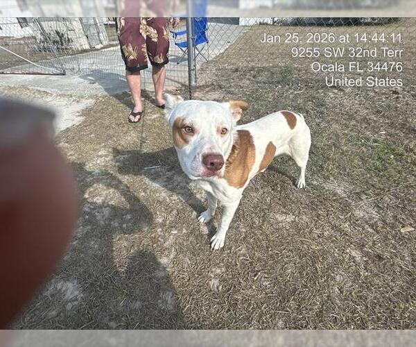 Medium Photo #1 American Pit Bull Terrier-Unknown Mix Puppy For Sale in Ocala, FL, USA
