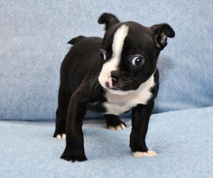 Boston Terrier Puppy for sale in HOMINY, OK, USA