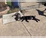 Small Photo #7 Cane Corso Puppy For Sale in OAK LAWN, IL, USA