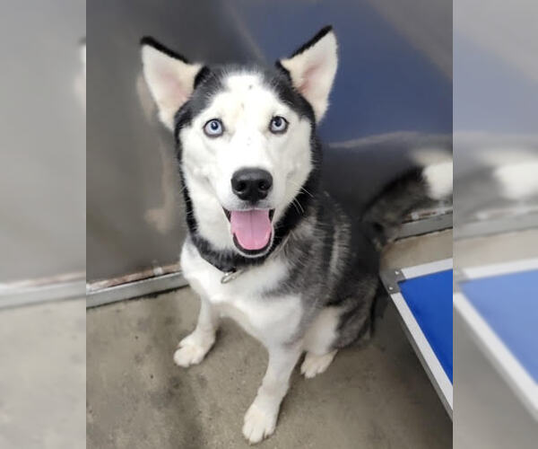 Medium Photo #6 Siberian Husky Puppy For Sale in Randleman , NM, USA