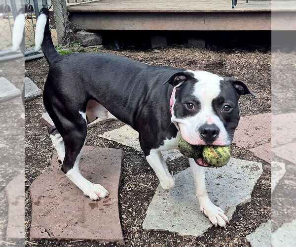Medium Photo #4 American Pit Bull Terrier-Unknown Mix Puppy For Sale in Techny, IL, USA