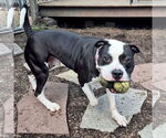 Small #3 American Pit Bull Terrier Mix