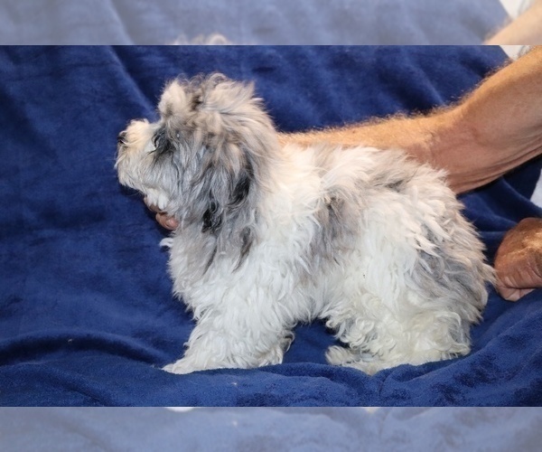 Medium Photo #12 ShihPoo Puppy For Sale in DYERSBURG, TN, USA