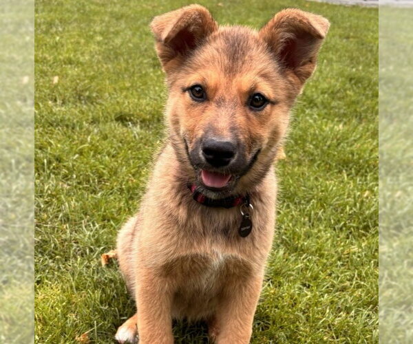 Medium Photo #1 German Shepherd Dog Puppy For Sale in Minneapolis, MN, USA
