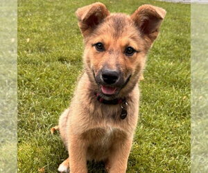 German Shepherd Dog Dogs for adoption in Minneapolis, MN, USA