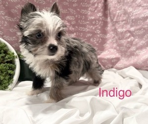 Yorkshire Terrier Puppy for sale in MOUNT CARMEL, PA, USA