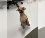 Small Chiweenie