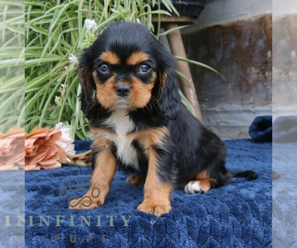 Medium Photo #4 Cavalier King Charles Spaniel Puppy For Sale in NARVON, PA, USA