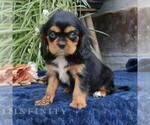 Small #3 Cavalier King Charles Spaniel
