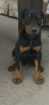Medium Photo #5 Doberman Pinscher Puppy For Sale in VALLEY CENTER, CA, USA