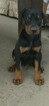 Small Photo #5 Doberman Pinscher Puppy For Sale in VALLEY CENTER, CA, USA