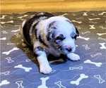 Small #9 Australian Shepherd