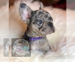 Small Photo #31 French Bulldog Puppy For Sale in BUCKS BAR, CA, USA