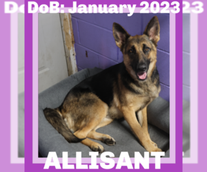 German Shepherd Dog Dogs for adoption in Sebec, ME, USA