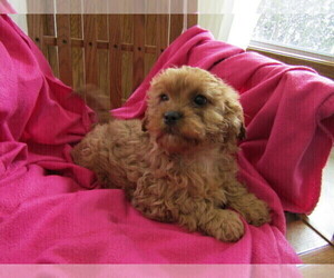 Cavapoo Puppy for sale in KOKOMO, IN, USA
