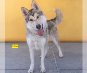 German Shepherd Dog-Siberian Husky Mix Dogs for adoption in Woodland Hills, CA, USA