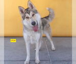 Small German Shepherd Dog-Siberian Husky Mix
