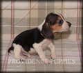 Small Photo #10 Beagle Puppy For Sale in COPPOCK, IA, USA