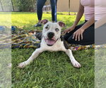 Small #3 American Pit Bull Terrier Mix