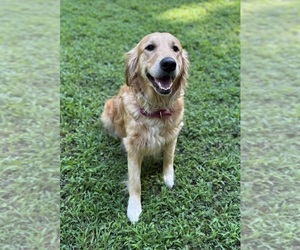 Mother of the Golden Retriever puppies born on 06/13/2025