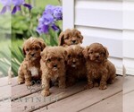 Small #2 Cavapoo (Miniature)