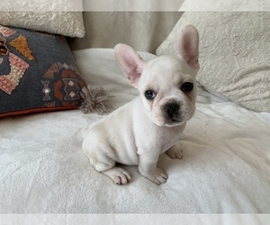 French Bulldog Puppy for sale in JOHNS ISLAND, SC, USA