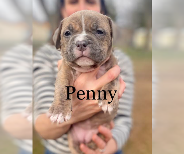 Medium Photo #2 Bulldog-Unknown Mix Puppy For Sale in Brooklyn Center, MN, USA