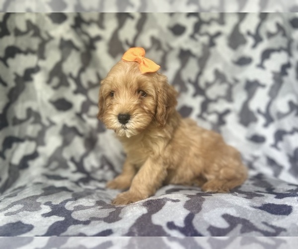 Medium Photo #4 Cavapoo Puppy For Sale in LAKELAND, FL, USA