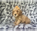 Small #3 Cavapoo