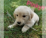 Puppy Pinky Golden Retriever