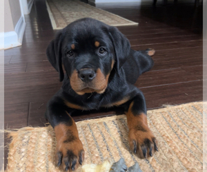 Rottweiler Puppy for sale in MCLEANSVILLE, NC, USA
