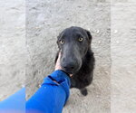 Small #4 Labrador Retriever Mix