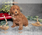Small Photo #10 Poodle (Miniature) Puppy For Sale in WOLCOTTVILLE, IN, USA