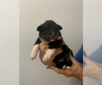 Small Photo #1 Shetland Sheepdog Puppy For Sale in OWENSBORO, KY, USA
