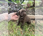 Small #2 Labrador Retriever