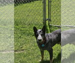 Small #1 Mutt