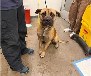 Medium German Shepherd Dog-Mastiff Mix