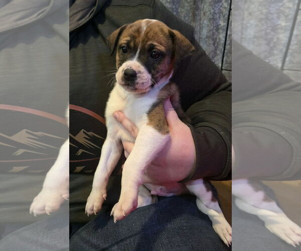 Medium Photo #3 Mountain Cur-Unknown Mix Puppy For Sale in Oakhurst, NJ, USA