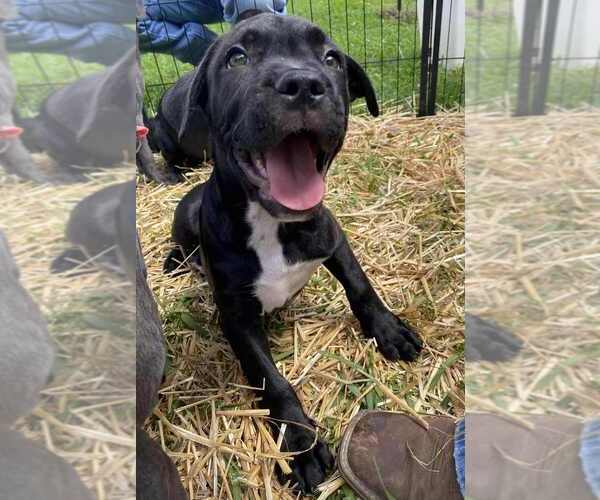 Medium Photo #3 American Pit Bull Terrier-American Staffordshire Terrier Mix Puppy For Sale in Wenonah, NJ, USA