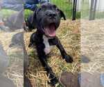 Small #2 American Pit Bull Terrier-American Staffordshire Terrier Mix