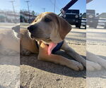 Small Photo #24 Retriever -Unknown Mix Puppy For Sale in Holly Springs, NC, USA